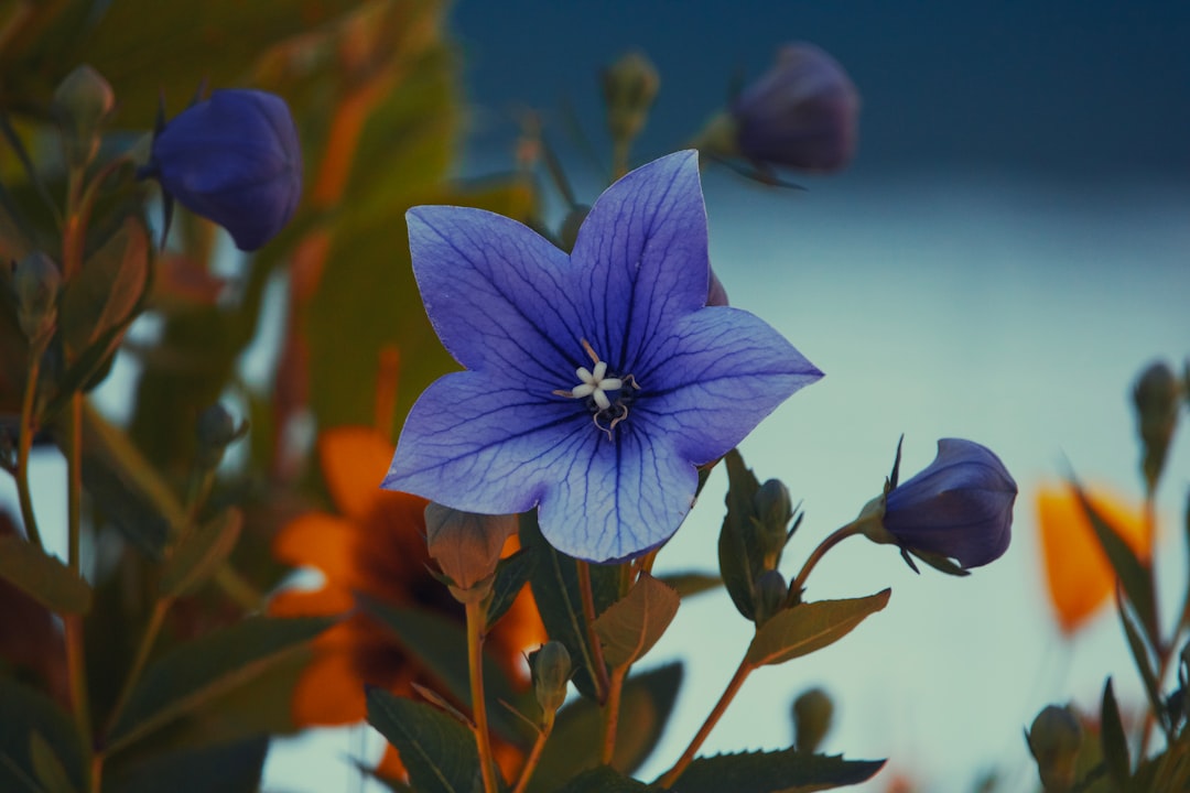 Photo Flower, Fragrance